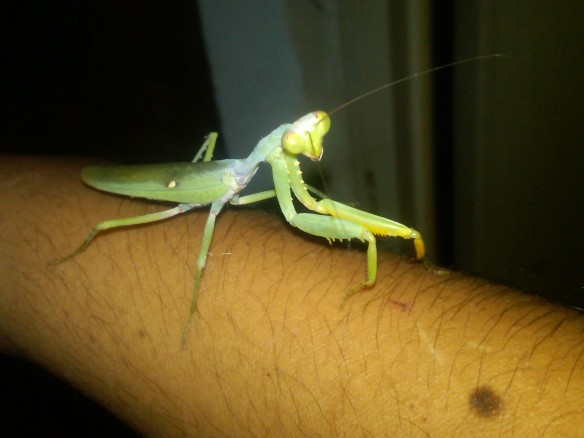 a prying mantis 